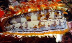 Giant thorny oyster, Spondylus varius. Picture taken in M... by Anouk Houben 